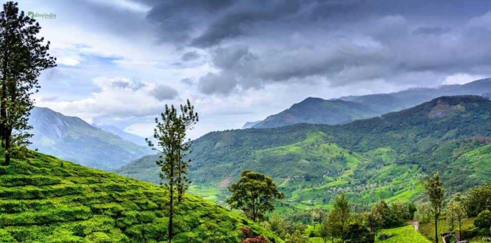 Cochin tea view